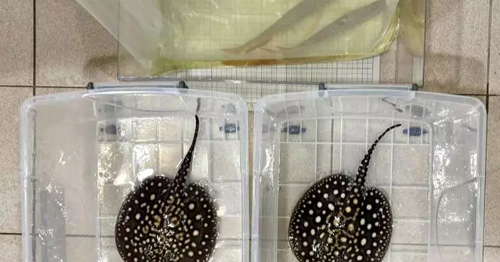 Hong Kong Customs Seizes Endangered Arowanas and Stingrays Worth $52,000 at Control Point