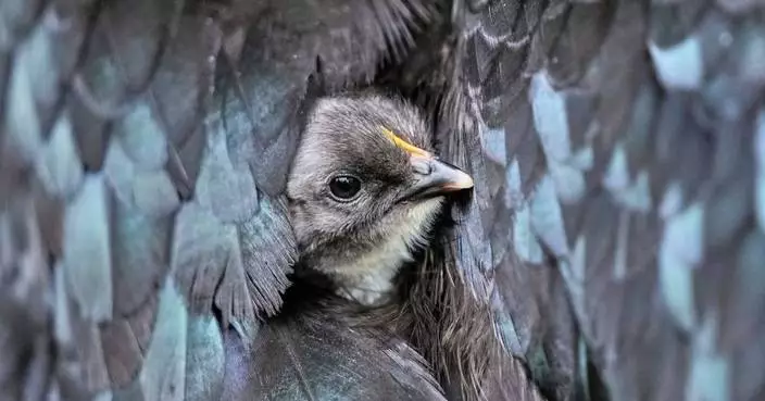 See stunning photos of animals and nature captured by AP photojournalists in 2025