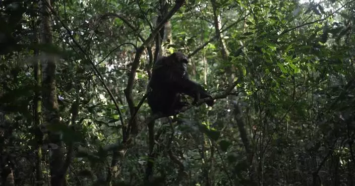 Conservationists connect with chimps in a Ugandan rainforest as they seek a sense of communion