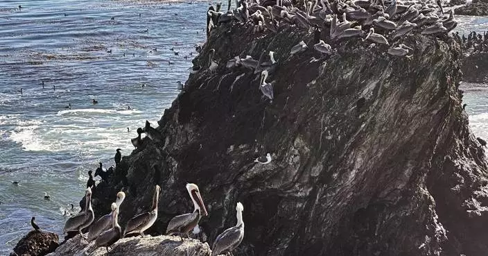 A brown pelican 'feeding frenzy' is an encouraging sign for the often-struggling large seabirds