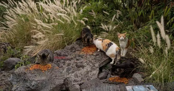 Hawaii's Big Island bans feeding feral cats in an effort to help endangered native species