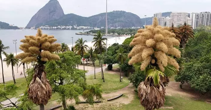 Decades-old palm trees in Rio de Janeiro flower for the first — and only — time