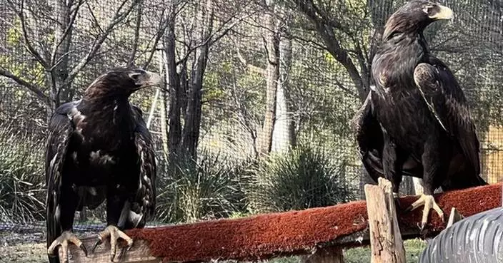 AIKO POWERS CONSERVATION EFFORTS AT TASMANIA&#8217;S RAPTOR REFUGE