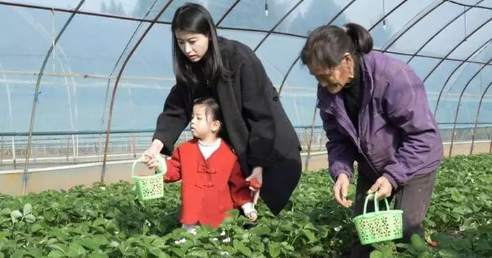 Sweet winter days in Cangxi: strawberry picking &amp; scenic check-ins await