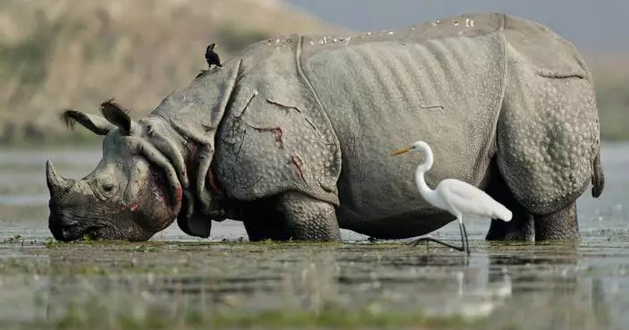 Photos show migratory birds after their arrival at an Indian wildlife sanctuary