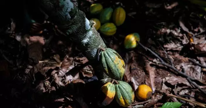 Ivory Coast will buy unsold cocoa stocks as prices plunge