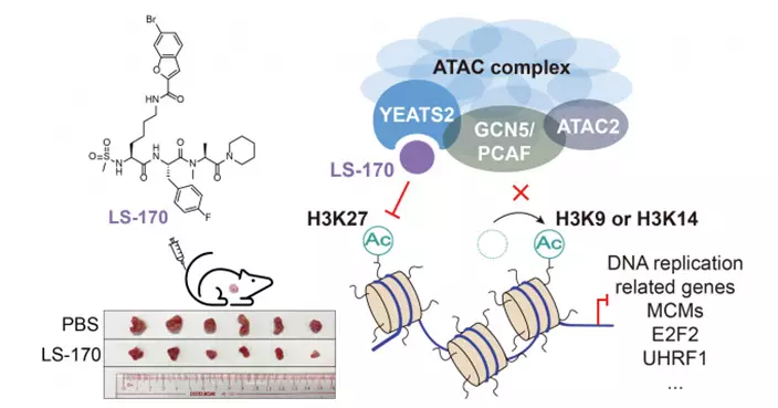 HKU Chemists Pioneer ATAC-Targeting Inhibitor for Lung Cancer Breakthrough