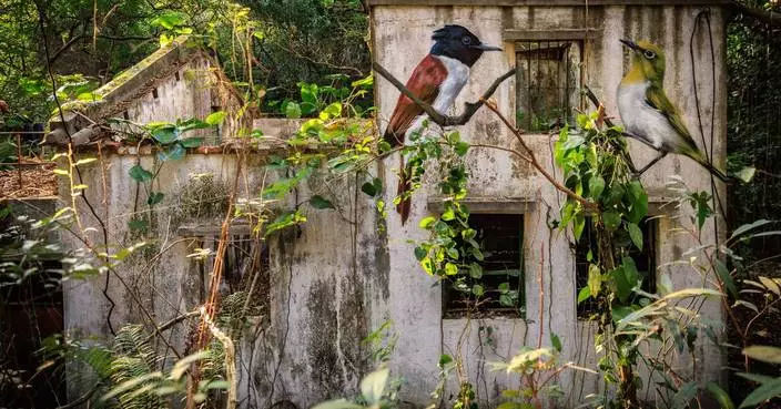 Across the forgotten walls of a Hong Kong island, a flock of bird murals rises
