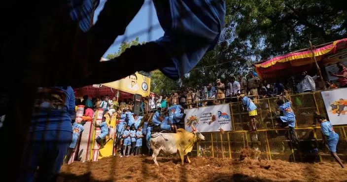 PHOTO ESSAY: Centuries-old bull festival in southern India remains a popular draw