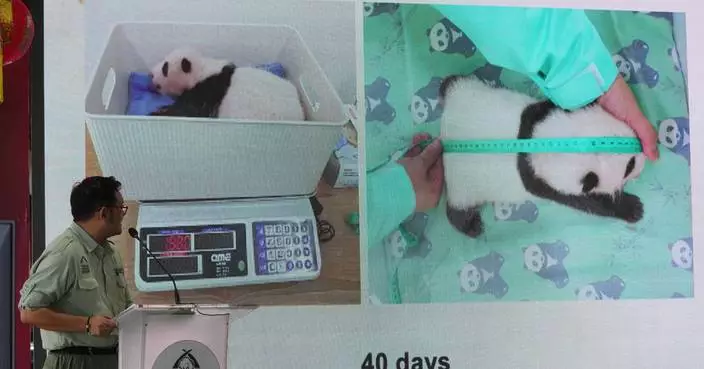 Indonesia’s panda cub Rio thriving 40 days after birth