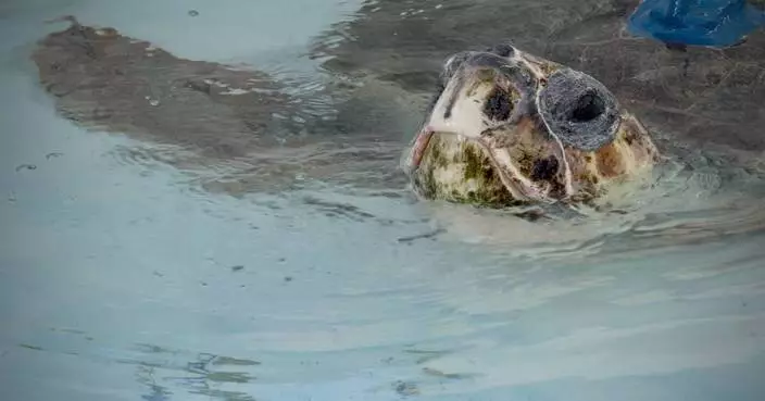 A sea turtle with 3 flippers swims free after Florida rehab, now followed by satellite