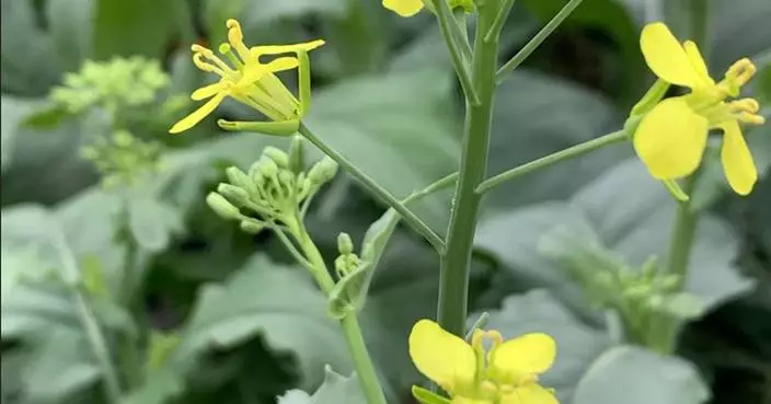 Bayer Investing More Than $45M CAD to Build World-Class Canola Research and Development Facility in Canada