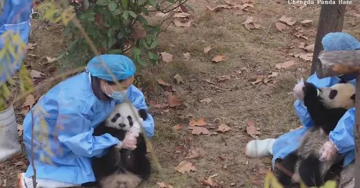 Giant panda cubs make New Year debut in Chengdu
