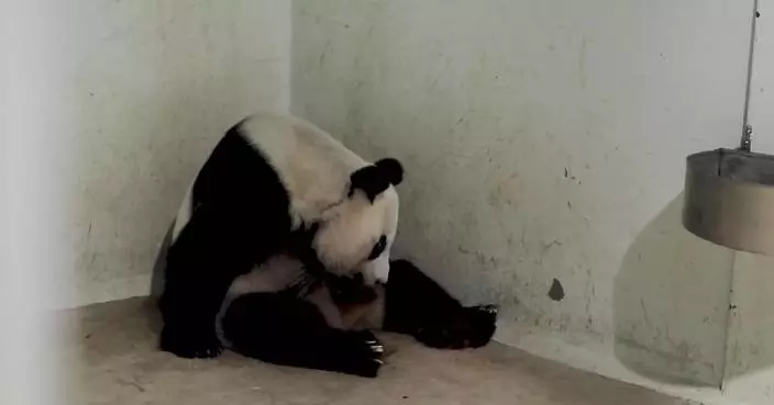 Indonesia welcomes birth of giant panda cub in conservation milestone