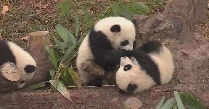 Panda cubs with gray fur quickly gain black color at Chengdu base