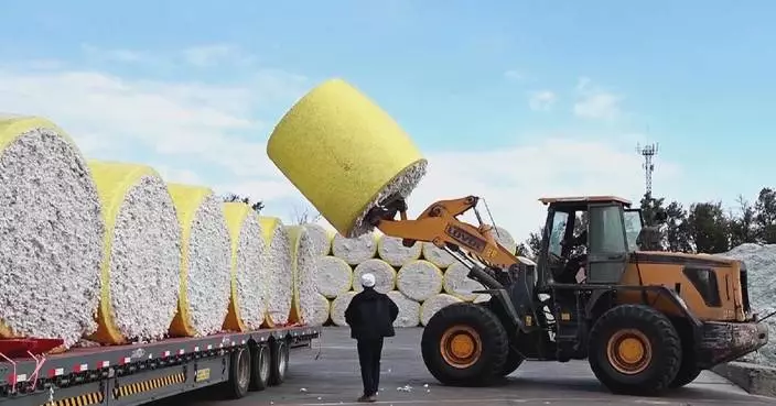 China's Xinjiang sees record cotton output in 2025