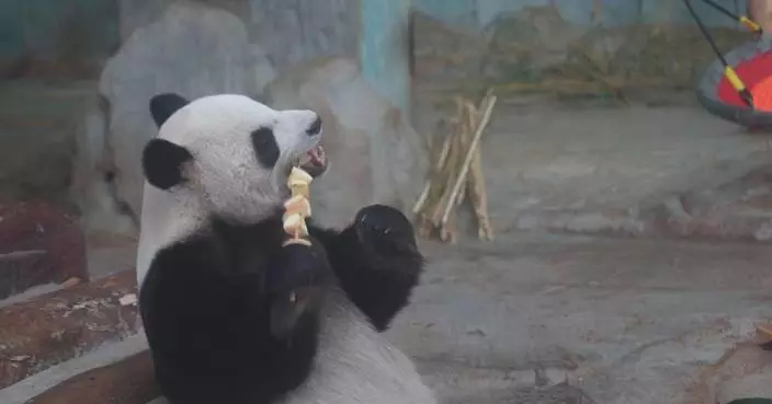 Giant pandas in Haikou celebrate new year with special feast