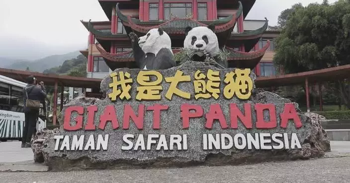 First panda born in Indonesia in good health 40 days after birth