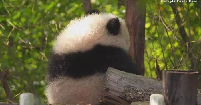 Panda cubs enjoy warm sunshine in Chengdu