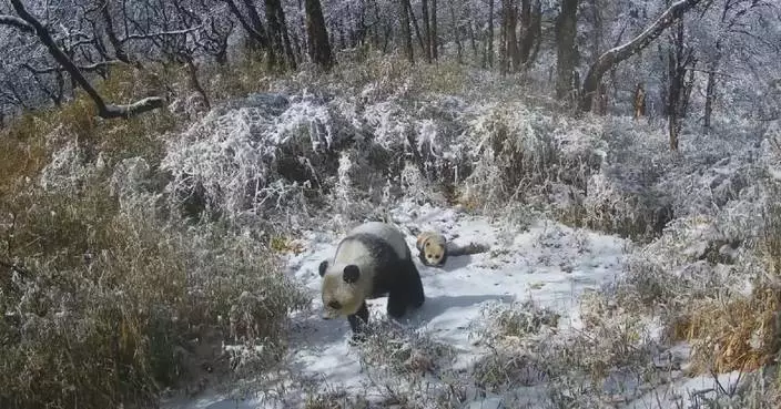Wild panda mother, cub captured roaming in Sichuan forest