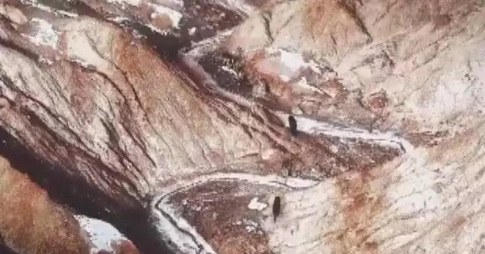 Pack of wolves spotted after snowfall in Xinjiang’s nature reserve