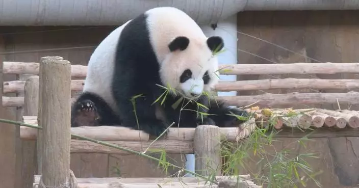 New giant panda couple makes public debut in Malaysia