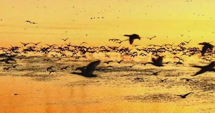 China’s Huangpi Lake sees spectacular “Bird Wave” as winter migration peaks