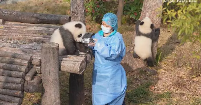 Tender moments of playful new born panda cubs with caretaker captured in video footage