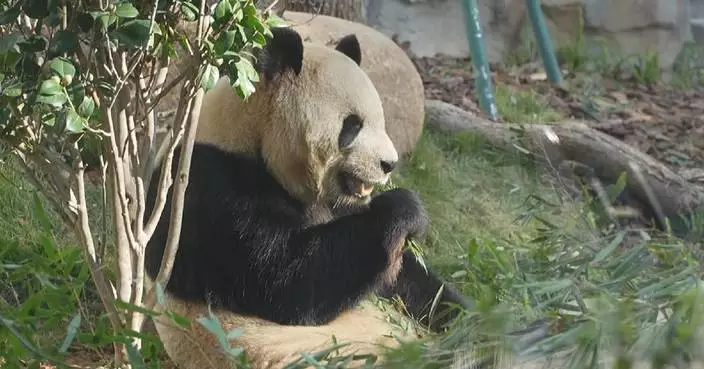 Fuzhou Panda World reopens with settlement of five new giant pandas