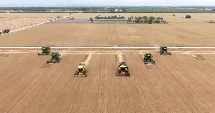 China posts bumper grain harvest, steady livestock output growth in 2025