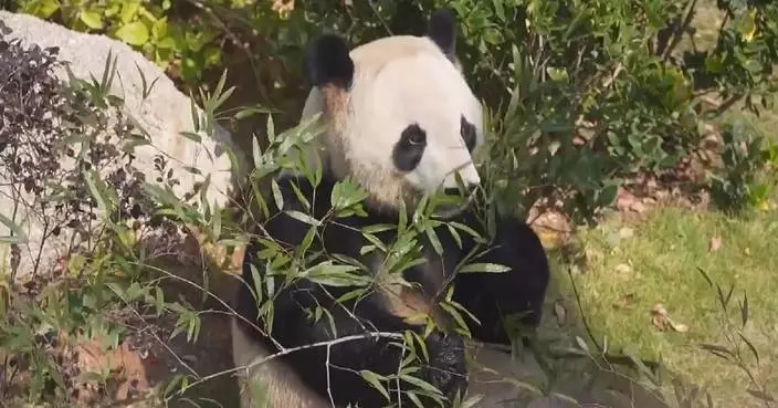 Five giant pandas meet public at reopened Fuzhou Panda World in southern China