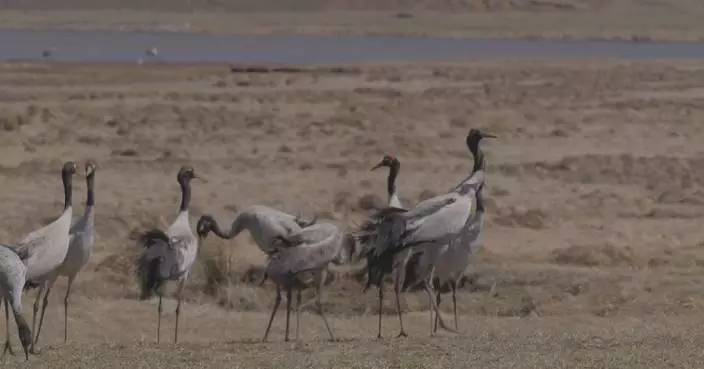 Black-necked cranes highlight plateau wetland conservation efforts