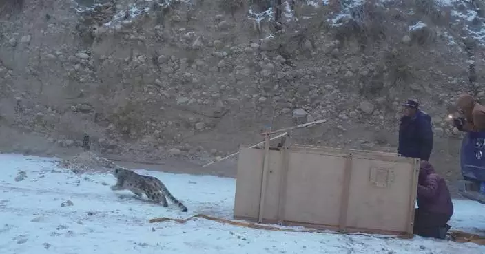 Rescued snow leopard released back into wild in Xinjiang