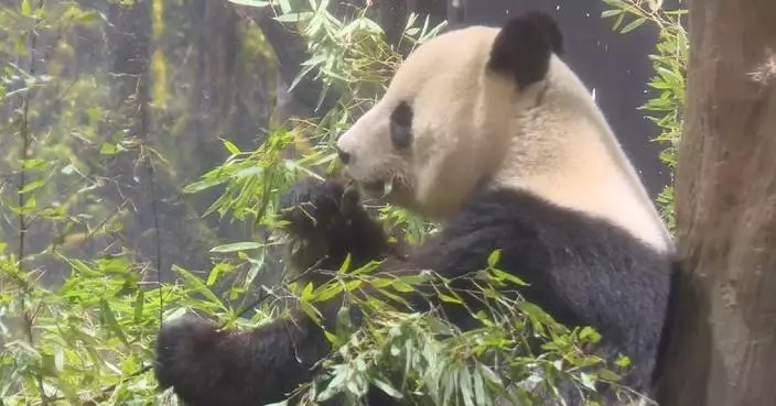 Fans bid farewell to Japan’s last pandas before they return to China