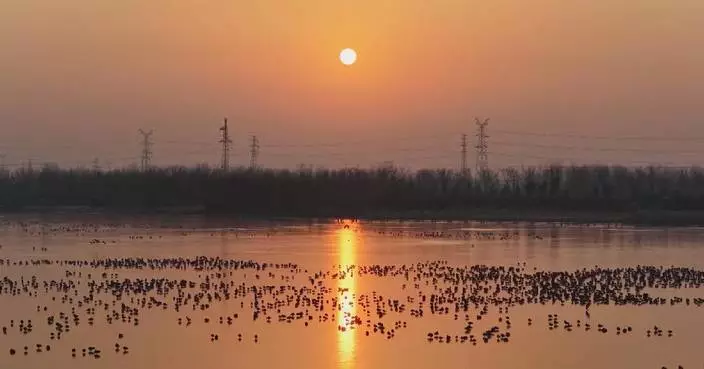 Migratory birds in Jiangsu enjoy sunshine after cold wave