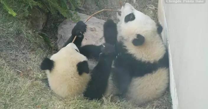 2 baby pandas caught on camera bonding, bickering with each other in China