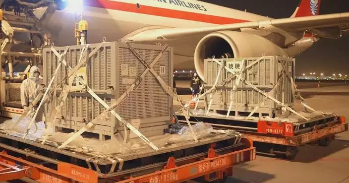 Returned giant pandas from Japan back home for quarantine period