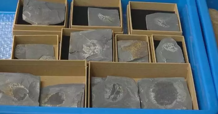 Chinese fossil find illuminates Earth’s earliest mass extinction