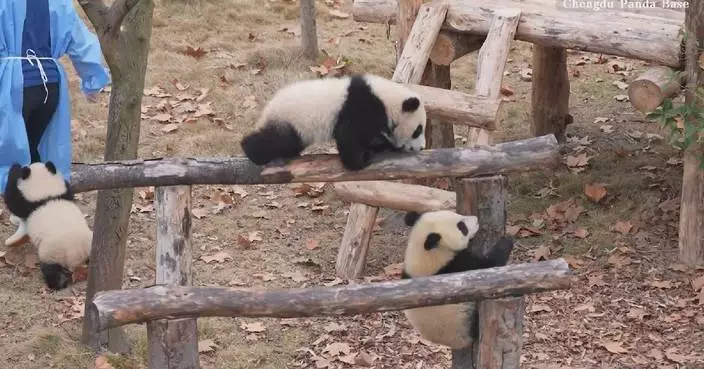 Giant panda cubs at Chengdu base begin outdoor adventures, train climbing skills