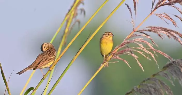 Nearly 100 rare yellow-breasted buntings spotted foraging in south China’s Hainan