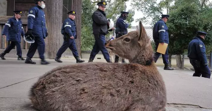 Photos show sacred deer wandering through Japan's ancient capital during Japan-South Korea summit