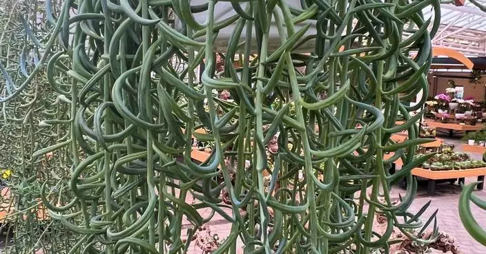 The secret to pest-free houseplants starts at the nursery