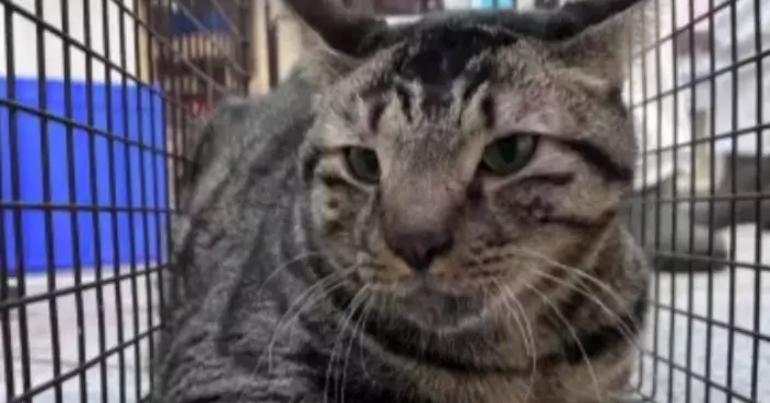 A Miracle Happened One Month After the Tai Po Fire: A Surviving Pet Cat Has Been Found!