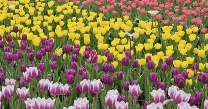 Hong Kong Flower Show 2026: Student Drawing Competition Open for Entries Until February 3