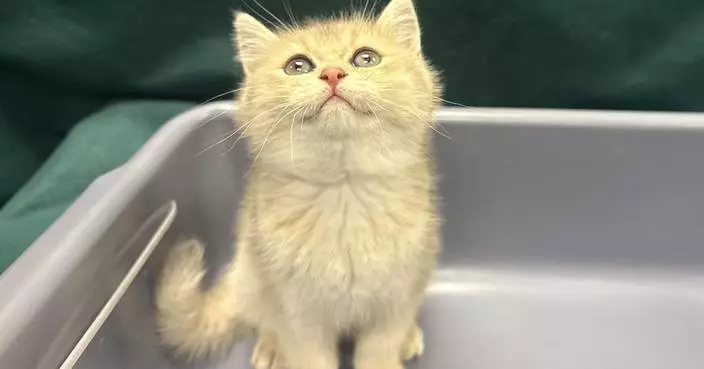 Hong Kong Customs Seizes $18,000 Cat in Illegal Import Case at Lo Wu Control Point