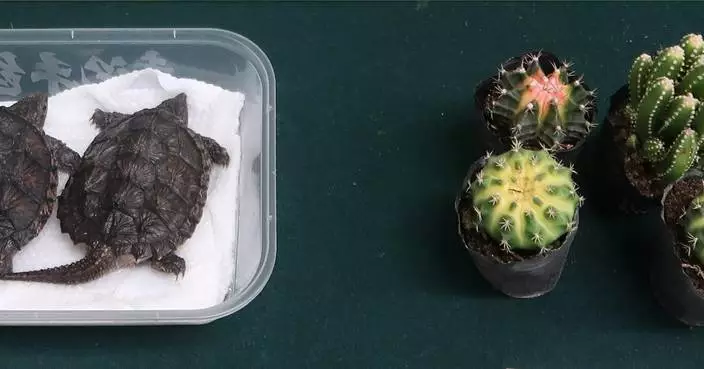 Hong Kong Customs Seizes Endangered Turtles and Cactuses Worth $2,000 at Shenzhen Bay Control Point