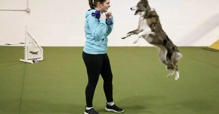Wowed by the agility dogs at the Westminster show? A winning handler explains how it’s done