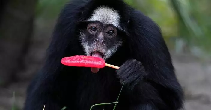 Rio de Janeiro zoo animals are treated to popsicles as the city faces scorching summer weather