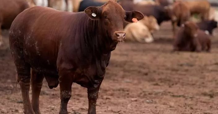 South Africa starts mass cattle vaccination program to halt foot-and-mouth outbreak