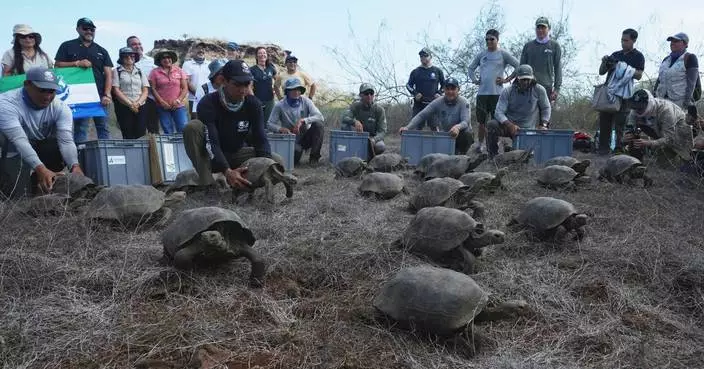Galápagos park releases 158 juvenile hybrid tortoises on Floreana to restore the ecosystem